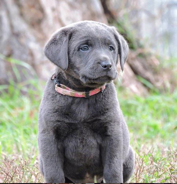lab pointer mix puppies for sale near me